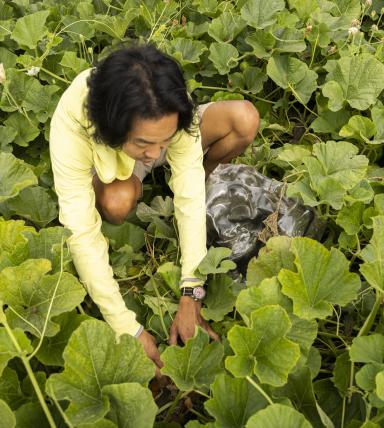 Rhee tending to his gourds at the UW Farm.