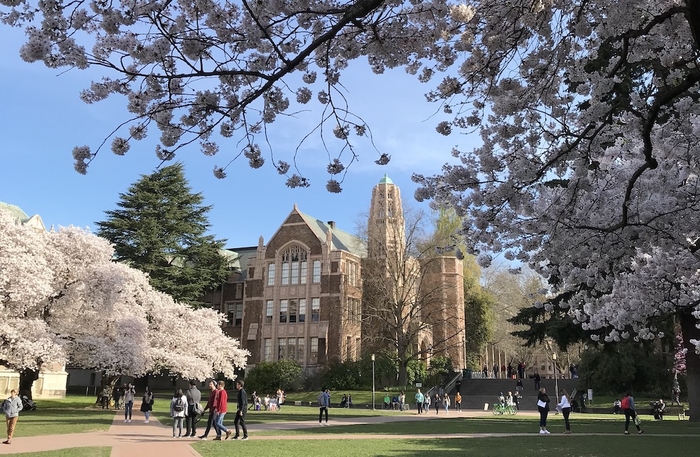 Art Building framed by blooming cherry trees