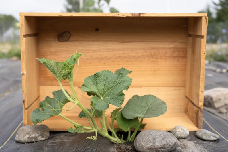A plant and rocks with a woodbox in the background