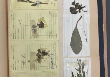 Bruseth - UW Special Collections