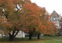 Autumn leaves and Art Building