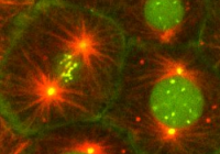Microscopic image from Wordeman Lab website