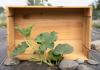 A plant and rocks with a woodbox in the background