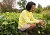 Rob Rhee tending to his gourds at UW Farm