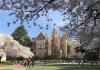 Art Building framed by blooming cherry trees