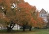 Autumn leaves and Art Building