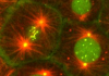 Microscopic image from Wordeman Lab website