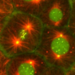 Microscopic image from Wordeman Lab website