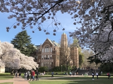 Art Building framed by blooming cherry trees